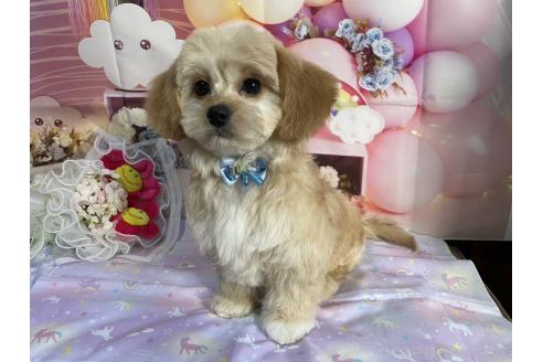 成約済の神奈川県のミックス犬-357497の6枚目