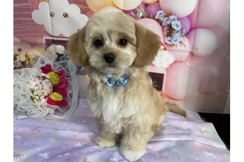 成約済の神奈川県のミックス犬-357497の5枚目