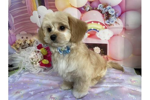 成約済の神奈川県のミックス犬-357497の4枚目