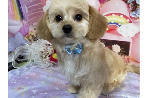 成約済の神奈川県のミックス犬-357497の3枚目