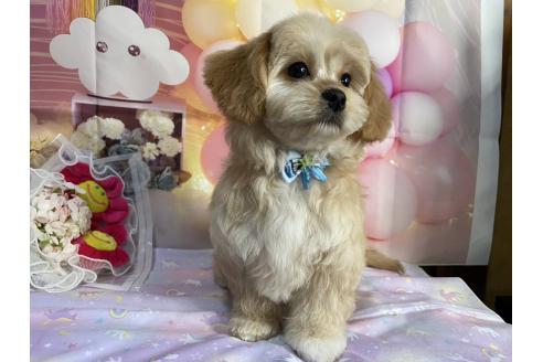 成約済の神奈川県のミックス犬-357497の2枚目