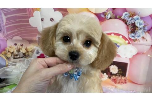 成約済の神奈川県のミックス犬-357497の1枚目