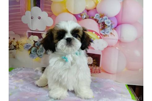 成約済の神奈川県のシーズー-352333の11枚目