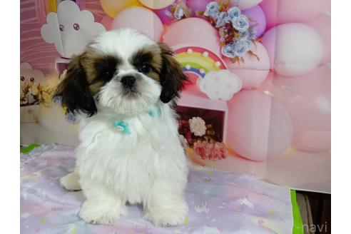 成約済の神奈川県のシーズー-352333の9枚目