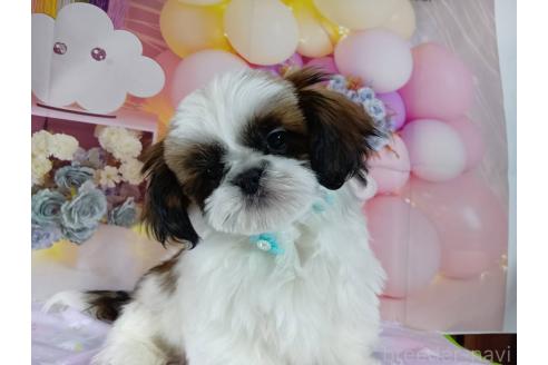 成約済の神奈川県のシーズー-352333の2枚目