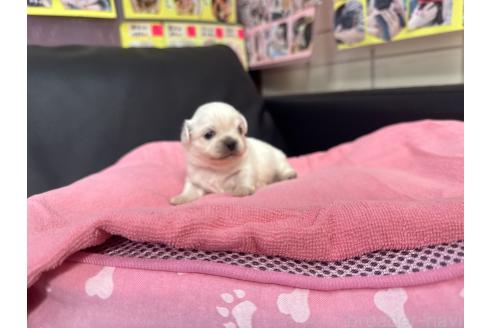 成約済の岐阜県のミックス犬-367317の17枚目