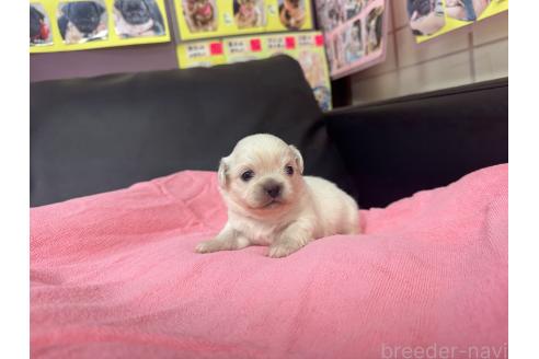 成約済の岐阜県のミックス犬-367317の16枚目