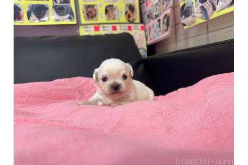 成約済の岐阜県のミックス犬-367317の15枚目