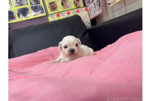 成約済の岐阜県のミックス犬-367317の14枚目