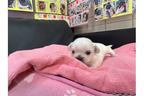 成約済の岐阜県のミックス犬-367316の13枚目