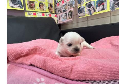 成約済の岐阜県のミックス犬-367316の12枚目