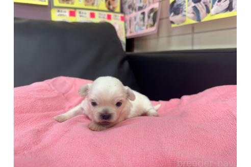 成約済の岐阜県のミックス犬-367316の11枚目