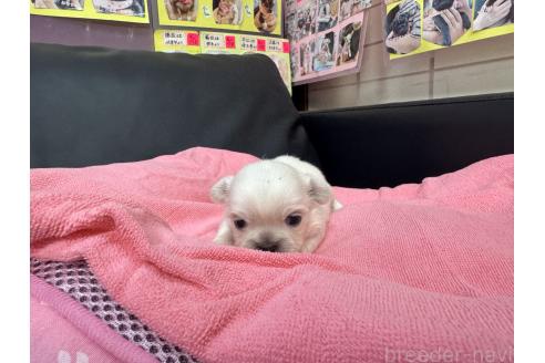 成約済の岐阜県のミックス犬-367316の10枚目