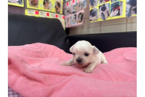 成約済の岐阜県のミックス犬-367316の9枚目