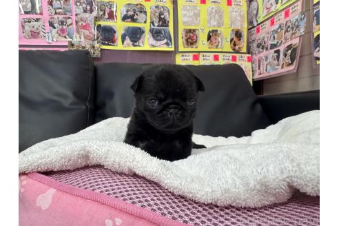 成約済の岐阜県のパグ-367310の15枚目