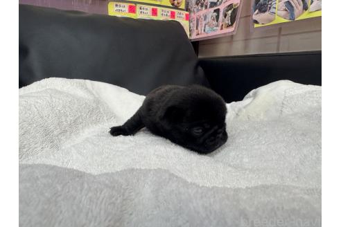 成約済の岐阜県のパグ-369008の11枚目