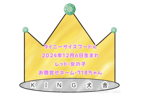 成約済の東京都のタイニープードル-369014の2枚目