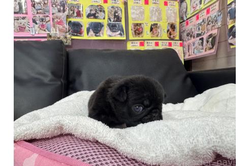 成約済の岐阜県のパグ-367310の12枚目