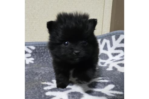 成約済の岡山県のポメラニアン-364992の17枚目