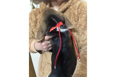 成約済の栃木県のビーグル-369027の5枚目