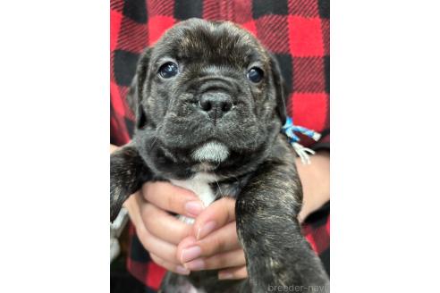 成約済の栃木県のミックス犬-369030の9枚目