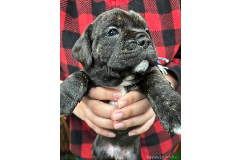 成約済の栃木県のミックス犬-369030の8枚目