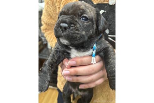 成約済の栃木県のミックス犬-369030の4枚目