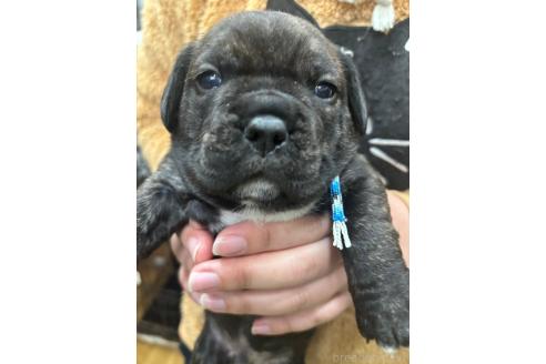 成約済の栃木県のミックス犬-369030の3枚目
