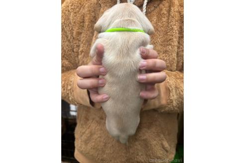 成約済の栃木県のミックス犬-369031の3枚目