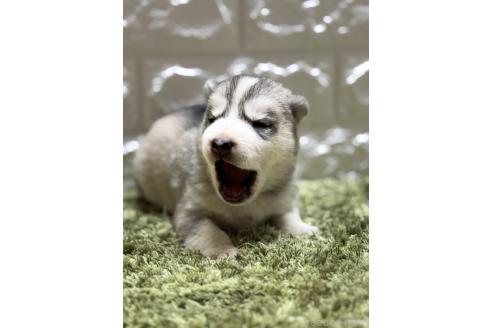 成約済の埼玉県のシベリアンハスキー-369051の1枚目