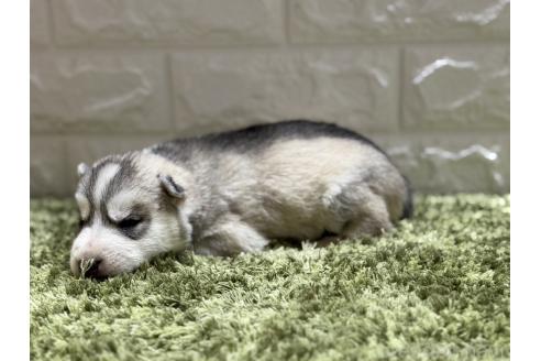 成約済の埼玉県のシベリアンハスキー-369051の4枚目
