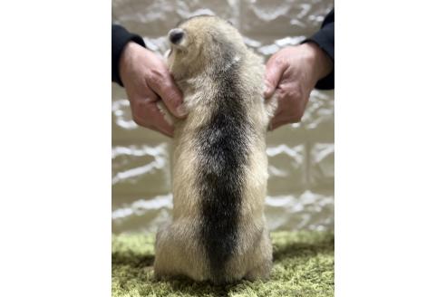 成約済の埼玉県のシベリアンハスキー-369051の3枚目