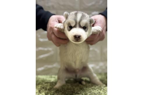 成約済の埼玉県のシベリアンハスキー-369051の2枚目