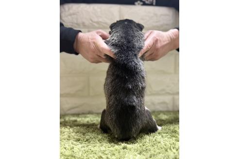 成約済の埼玉県のシベリアンハスキー-369052の3枚目