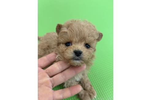 成約済の千葉県のポメプー:ポメラニアン×トイプードル-367862の3枚目