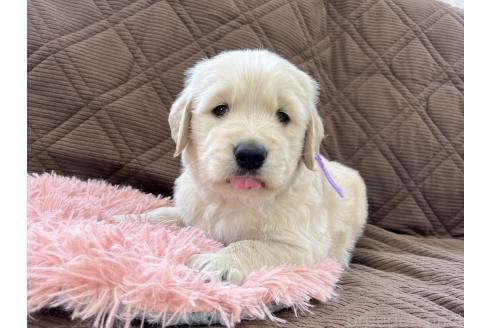 成約済の三重県のゴールデンレトリーバー-369294の11枚目