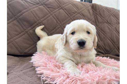 成約済の三重県のゴールデンレトリーバー-369294の10枚目