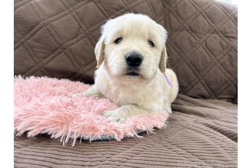 成約済の三重県のゴールデンレトリーバー-369294の9枚目