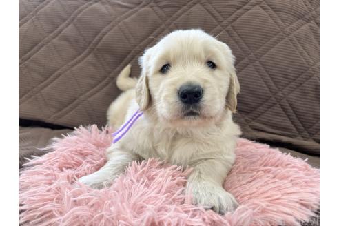 成約済の三重県のゴールデンレトリーバー-369294の8枚目