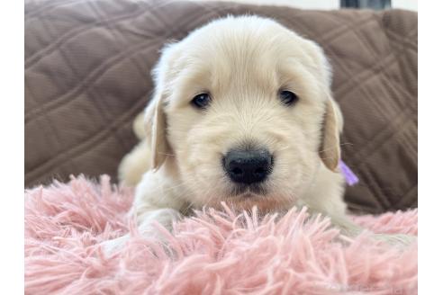 成約済の三重県のゴールデンレトリーバー-369294の7枚目