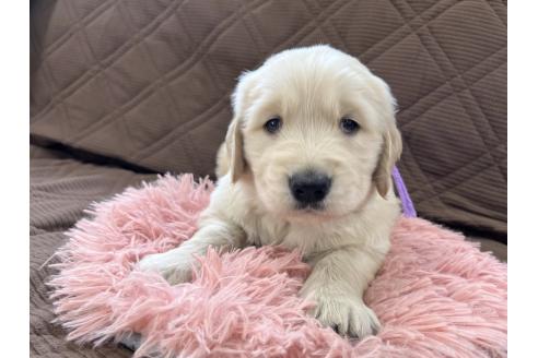 成約済の三重県のゴールデンレトリーバー-369294の6枚目