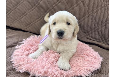 成約済の三重県のゴールデンレトリーバー-369294の5枚目