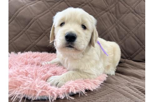 成約済の三重県のゴールデンレトリーバー-369294の4枚目