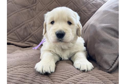 成約済の三重県のゴールデンレトリーバー-369294の3枚目