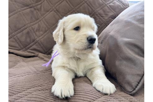 成約済の三重県のゴールデンレトリーバー-369294の2枚目