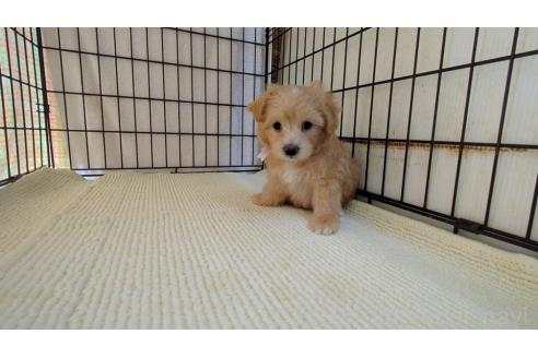 成約済の茨城県のマルプー:マルチーズ×トイプードル-367256の6枚目