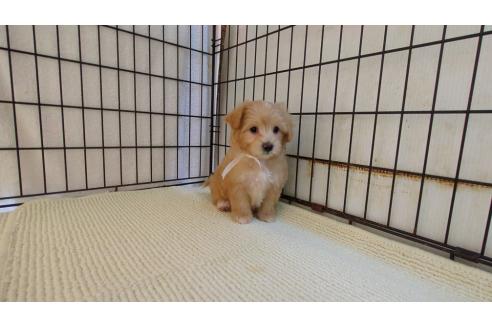 成約済の茨城県のマルプー:マルチーズ×トイプードル-367256の5枚目