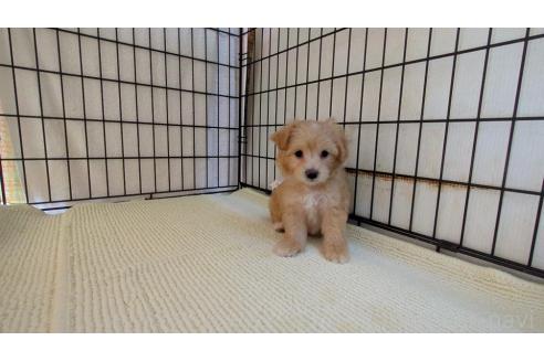 成約済の茨城県のマルプー:マルチーズ×トイプードル-367256の4枚目