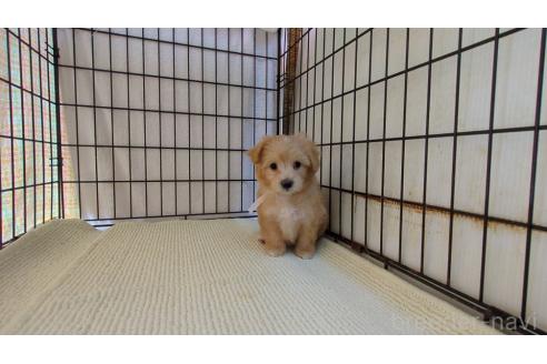 成約済の茨城県のマルプー:マルチーズ×トイプードル-367256の2枚目