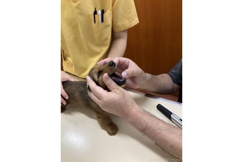 成約済の沖縄県のミニチュアダックスフンド(ロングヘアード)-367978の5枚目